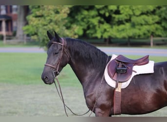 Frison, Jument, 11 Ans, 157 cm, Noir