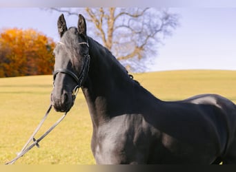 Frison, Jument, 11 Ans, 165 cm, Noir