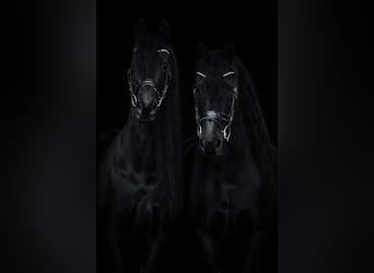 Frison, Jument, 11 Ans, 165 cm, Noir