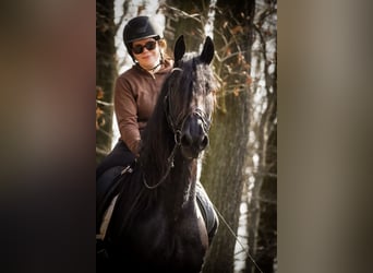 Frison, Jument, 11 Ans, 165 cm, Noir