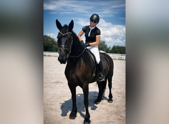 Frison, Jument, 11 Ans, 168 cm, Noir