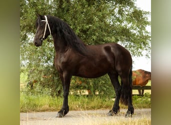 Frison, Jument, 11 Ans, 168 cm, Noir