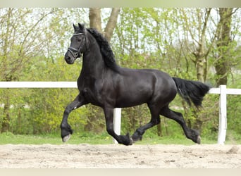Frison, Jument, 11 Ans, 168 cm, Noir
