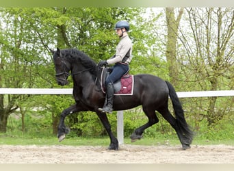 Frison, Jument, 11 Ans, 168 cm, Noir