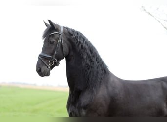 Frison, Jument, 11 Ans, 168 cm, Noir