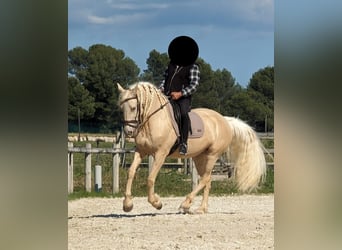 Frison Croisé, Jument, 12 Ans, 158 cm, Champagne