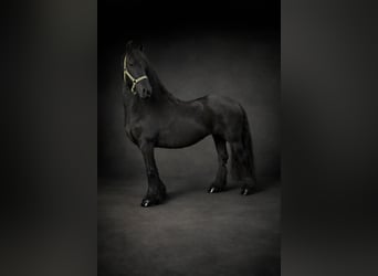 Frison, Jument, 12 Ans, 158 cm, Noir