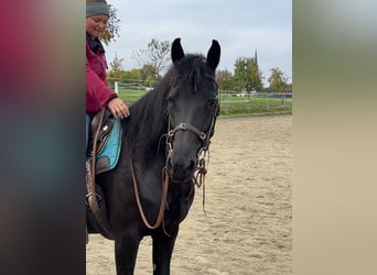 Frison Croisé, Jument, 12 Ans, 158 cm, Noir