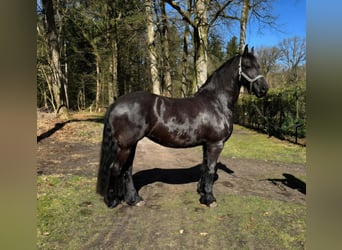 Frison, Jument, 12 Ans, 162 cm, Noir