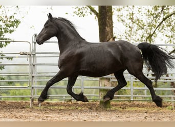 Frison, Jument, 12 Ans, 163 cm, Noir