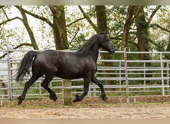 Frison, Jument, 12 Ans, 163 cm, Noir