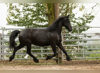 Frison, Jument, 12 Ans, 163 cm, Noir