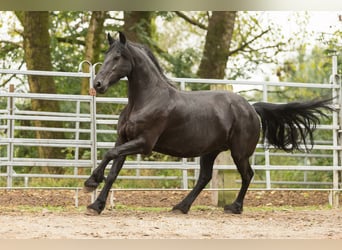 Frison, Jument, 12 Ans, 163 cm, Noir