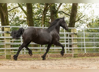 Frison, Jument, 12 Ans, 163 cm, Noir
