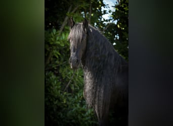 Frison, Jument, 12 Ans, 164 cm, Noir