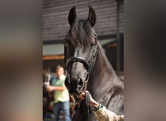 Frison, Jument, 13 Ans, 160 cm, Noir