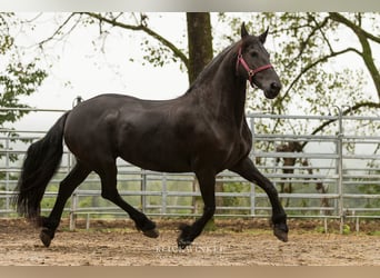 Frison, Jument, 13 Ans, 161 cm, Noir