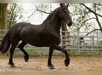 Frison, Jument, 13 Ans, 161 cm, Noir