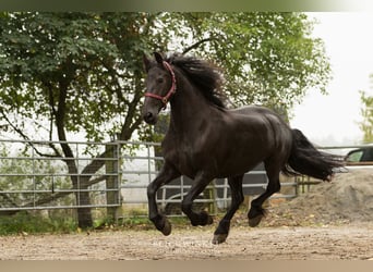 Frison, Jument, 13 Ans, 161 cm, Noir