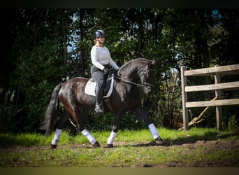 Frison, Jument, 13 Ans, 165 cm, Noir