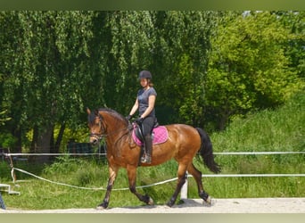 Frison Croisé, Jument, 14 Ans, 156 cm, Bai