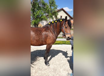 Frison Croisé, Jument, 14 Ans, 156 cm, Bai