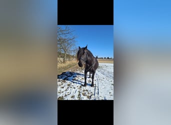 Frison Croisé, Jument, 14 Ans, 163 cm, Noir