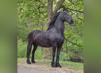 Frison, Jument, 14 Ans, 164 cm, Noir