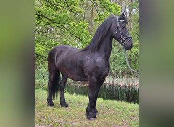 Frison, Jument, 14 Ans, 164 cm, Noir