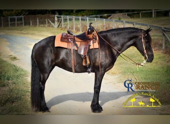 Frison, Jument, 15 Ans, 163 cm, Noir