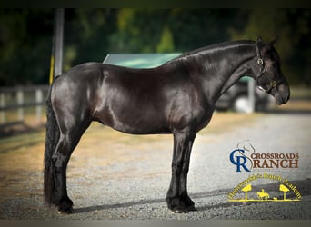 Frison, Jument, 15 Ans, 163 cm