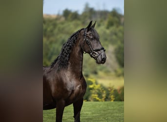 Frison, Jument, 19 Ans, 160 cm, Noir