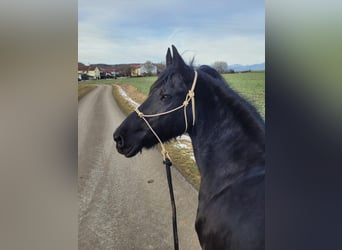 Frison, Jument, 19 Ans, 163 cm, Noir