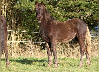Frison, Jument, 1 Année, 156 cm, Noir
