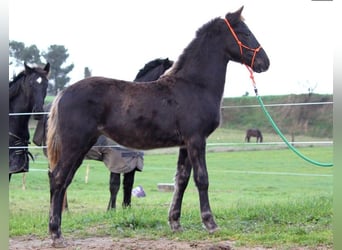 Frison, Jument, 1 Année, 156 cm, Noir