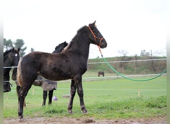 Frison, Jument, 1 Année, 156 cm, Noir