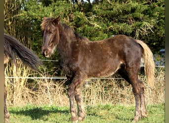 Frison, Jument, 1 Année, 156 cm, Noir