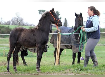 Frison, Jument, 1 Année, 156 cm, Noir