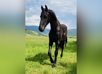 Frison, Jument, 1 Année, 160 cm, Noir