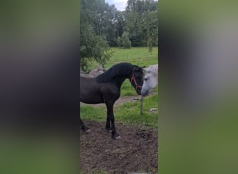 Frison, Jument, 1 Année, 163 cm, Noir