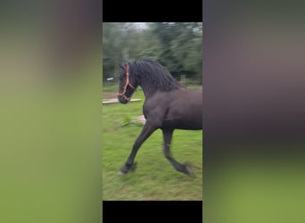 Frison, Jument, 1 Année, 163 cm, Noir