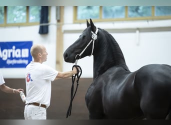 Frison, Jument, 1 Année, 163 cm, Noir