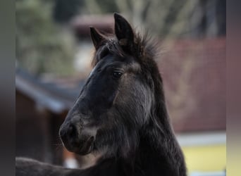 Frison Croisé, Jument, 1 Année, 165 cm, Noir