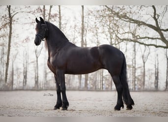 Frison Croisé, Jument, 1 Année, Isabelle