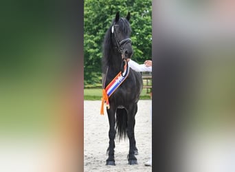 Frison, Jument, 1 Année, Noir