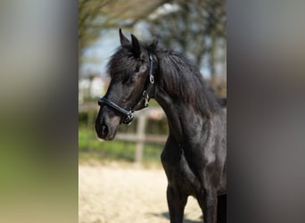 Frison, Jument, 1 Année, Noir