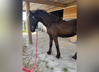 Frison, Jument, 1 Année, Noir