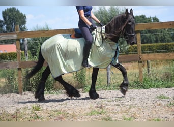 Frison, Jument, 22 Ans, 160 cm, Noir