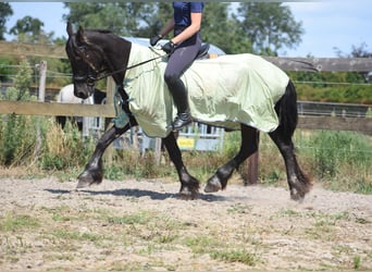 Frison, Jument, 22 Ans, 160 cm, Noir
