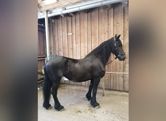 Frison, Jument, 22 Ans